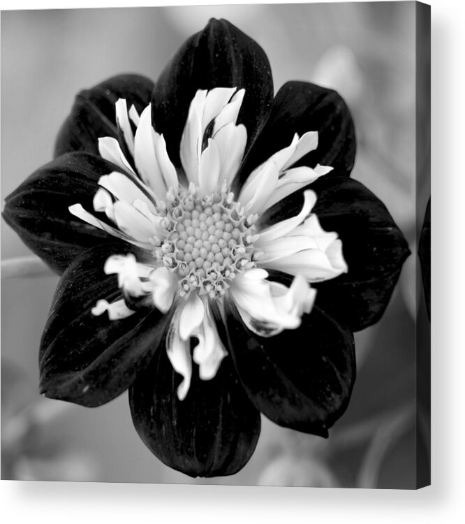 Flower Acrylic Print featuring the photograph Drama Queen by Corinne Rhode