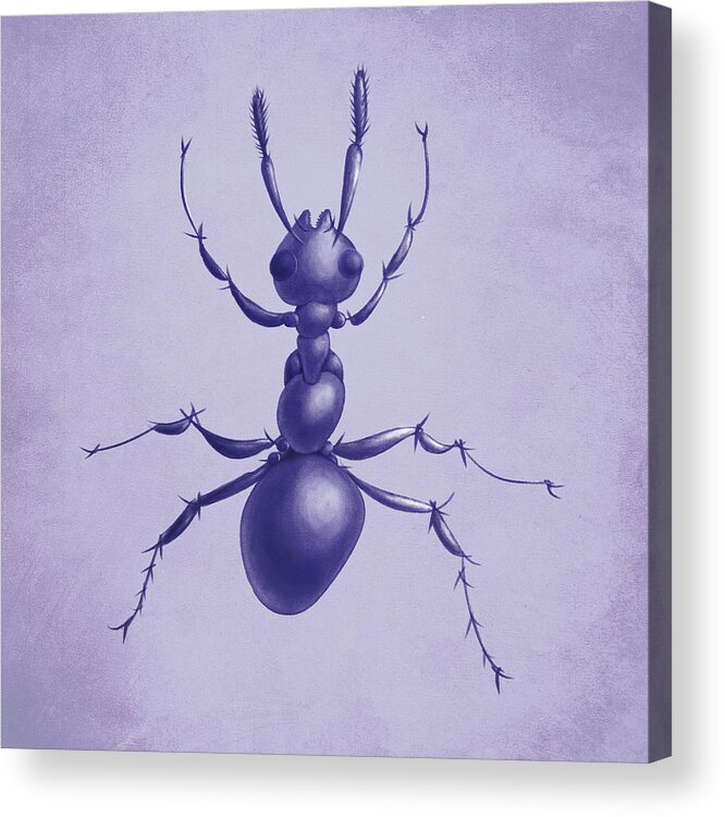 Ant Acrylic Print featuring the digital art Drawn Purple Ant by Boriana Giormova