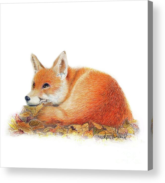 Fox Acrylic Print featuring the drawing Dreaming by Phyllis Howard