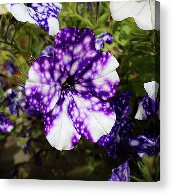 Flower Acrylic Print featuring the photograph Star Kissed Bloom by Rowena Tutty