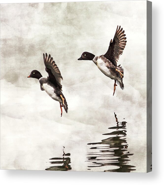 Ducks Acrylic Print featuring the photograph Ducks Landing on the Lake by Peggy Collins