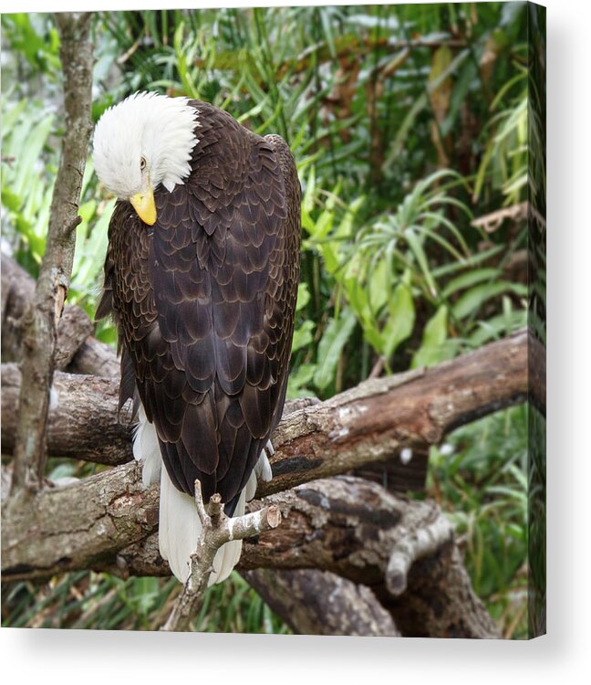 Eagle Acrylic Print featuring the photograph Eagle Back by Les Greenwood