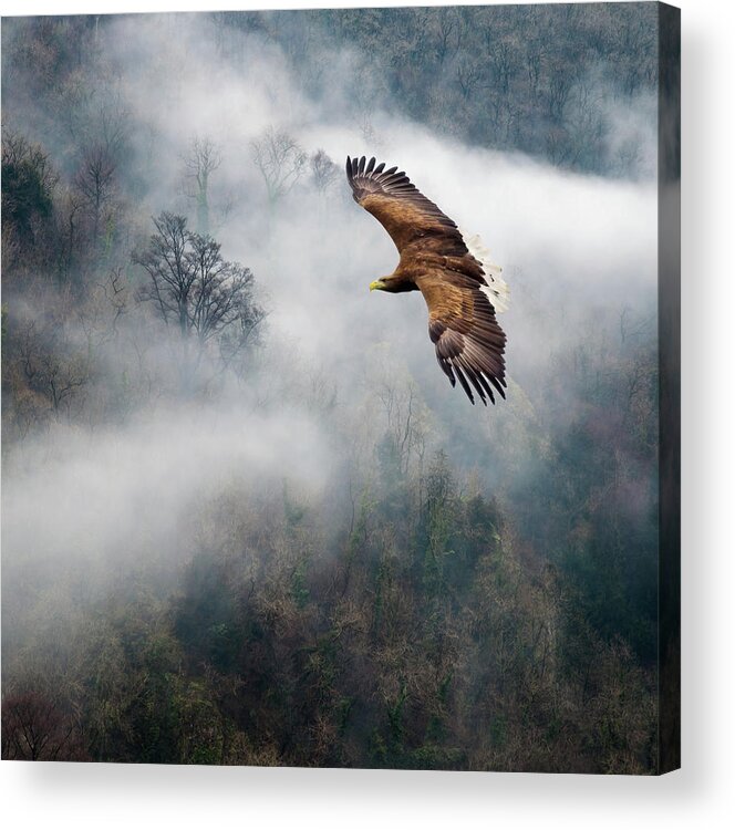 Ian David Soar Acrylic Print featuring the photograph Eagles Dare by Ian David Soar