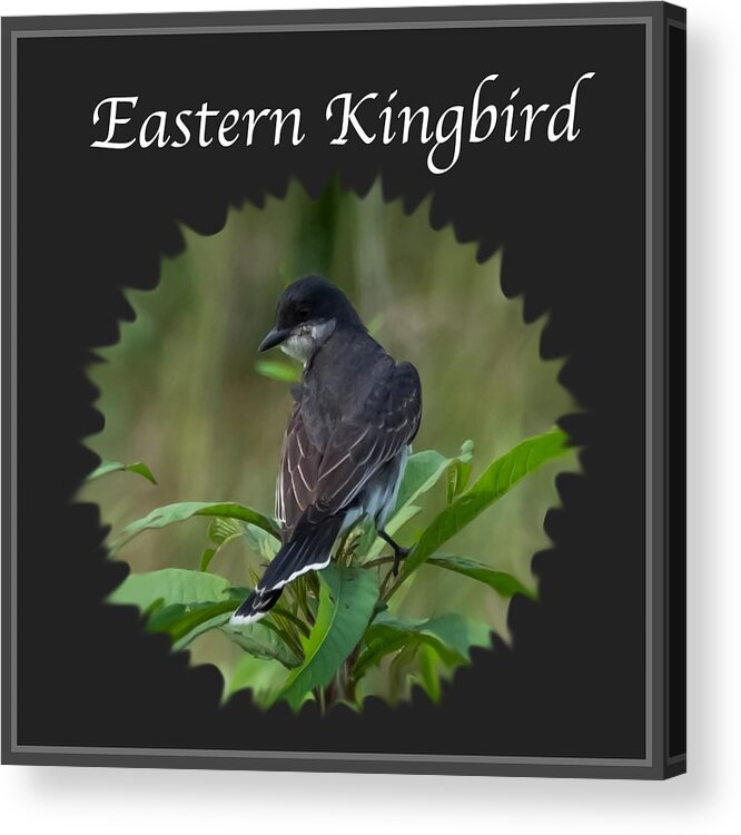 Eastern Kingbird Acrylic Print featuring the photograph Eastern Kingbird by Holden The Moment
