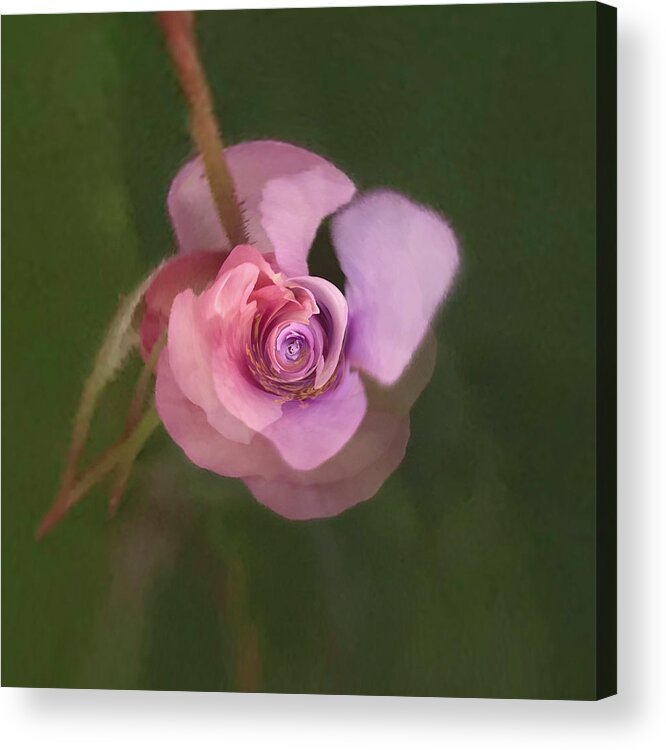 Flower Acrylic Print featuring the photograph Easy on the eyes. by Usha Peddamatham