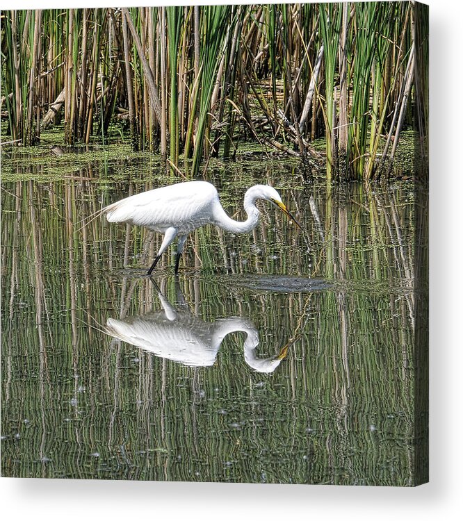 Egret Acrylic Print featuring the photograph Egret by David Armstrong