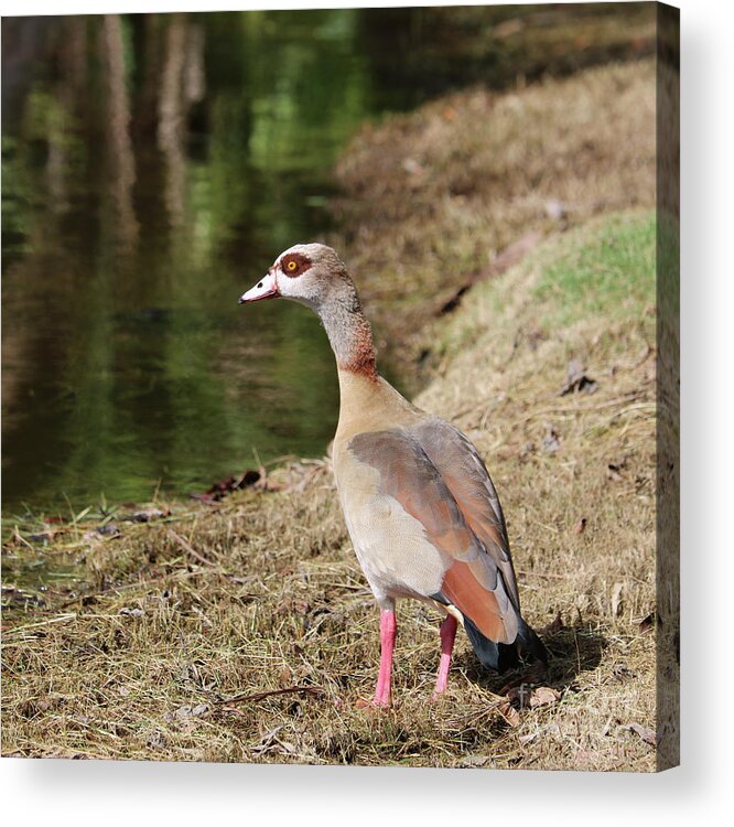 Egyptian Goose Acrylic Print featuring the photograph Egyptian Goose by Pond by Carol Groenen