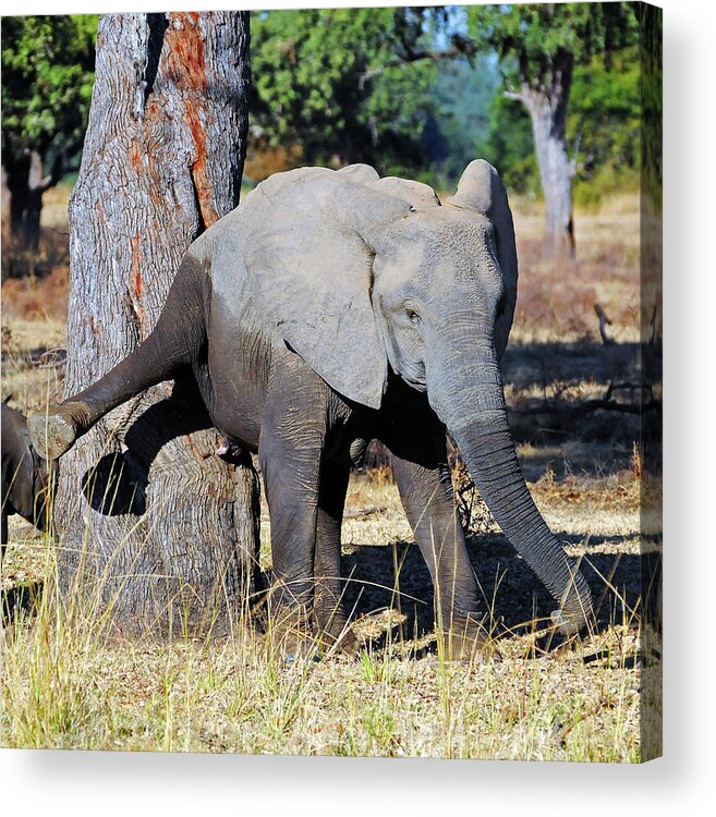 Elephant Acrylic Print featuring the photograph Elephant Scratching Rump by Ted Keller