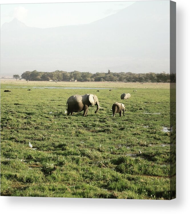 Elephants Acrylic Print featuring the photograph Elephants grazing by Serah Mbii