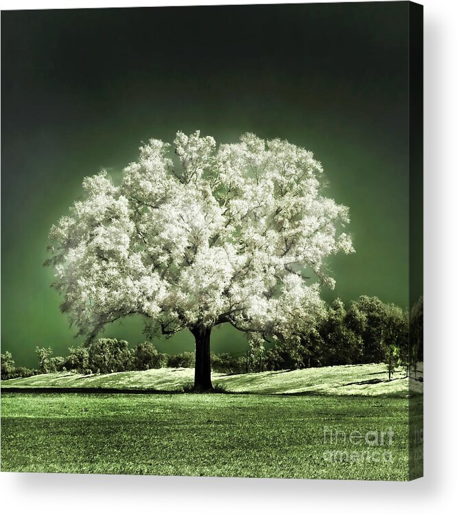 Baby Oak Tree Emerald Meadow Hugo Cruz Infrared Ir Fine Art Photography Infra Red Glowing Magical Ethereal Life Passion Nature Green Grass Jade Magnolia Cherry Blossom Acrylic Print featuring the photograph Emerald Meadow square by Hugo Cruz