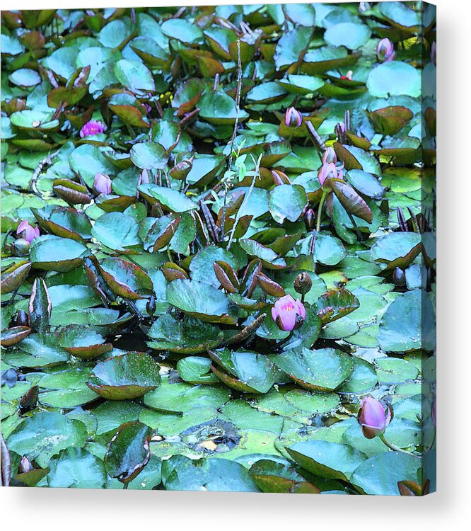 Theresa Tahara Acrylic Print featuring the photograph Painted Water Lilies by Theresa Tahara