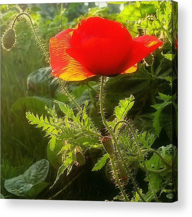 Poppy Acrylic Print featuring the photograph Red Poppy at Sunset by Amanda Smith
