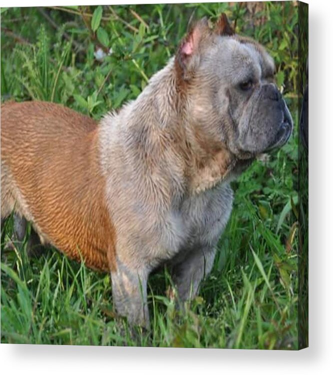  Acrylic Print featuring the photograph Enzo Is Filthy by Gretchen Byars
