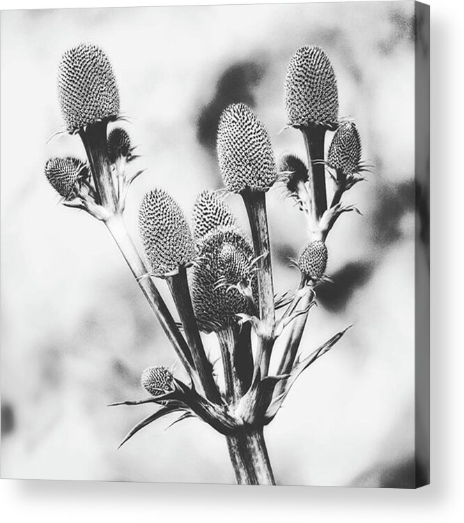 Beautiful Acrylic Print featuring the photograph Eryngium
#flower #flowers by John Edwards