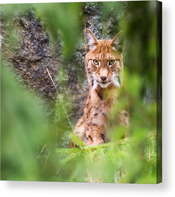 Eurasian Lynx Acrylic Print featuring the photograph Eurasian lynx by Torbjorn Swenelius