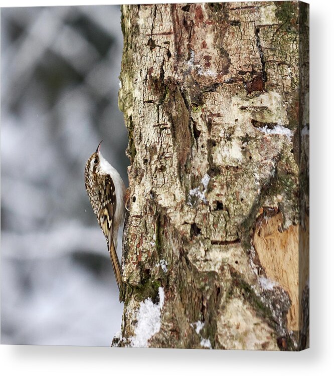 Lehtokukka Acrylic Print featuring the photograph Eurasian treecreeper 7 by Jouko Lehto