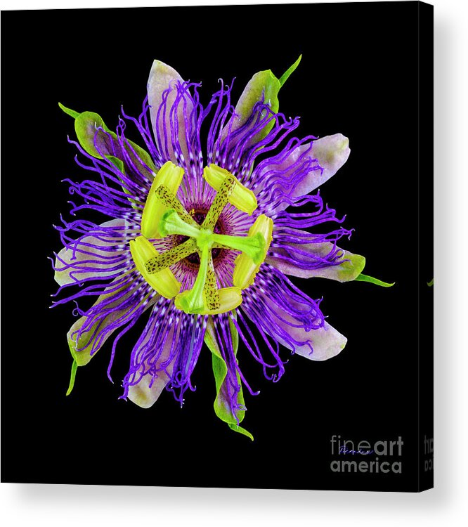 Expressive Acrylic Print featuring the photograph Expressive Yellow Green and Violet Passion Flower 50674C by Ricardos Creations