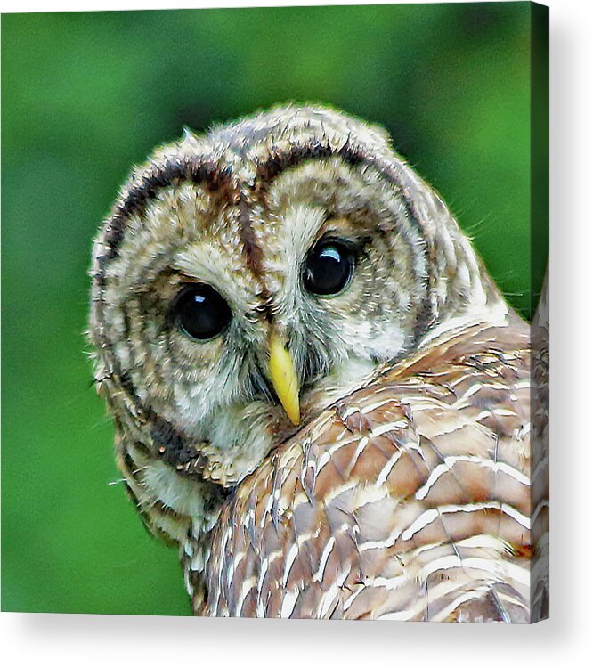 0wl Acrylic Print featuring the photograph Eye On You by Gina Fitzhugh