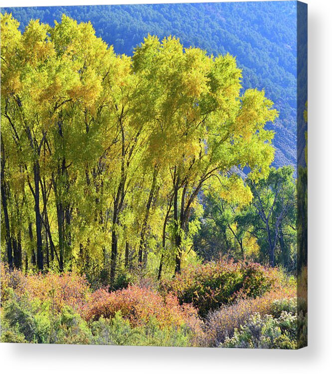 Colorado Acrylic Print featuring the photograph Fall Colors Along Colorado River near Silt by Ray Mathis
