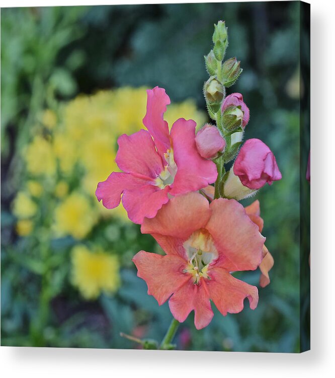 Snapdragon Acrylic Print featuring the photograph Fall Gardens Snapdragon by Janis Senungetuk