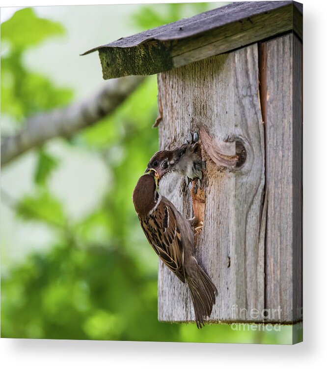 Feed Me Fast Acrylic Print featuring the photograph Feed me fast by Torbjorn Swenelius