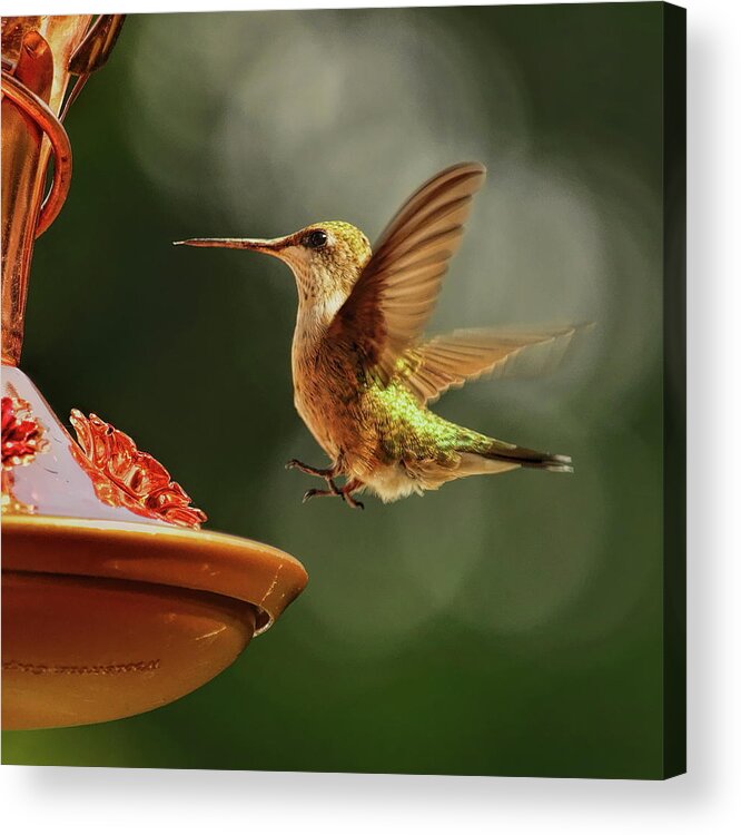 Wildlife Acrylic Print featuring the photograph Female Hummingbird Touch Down by Dale Kauzlaric