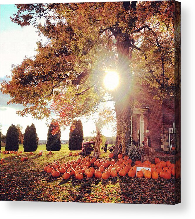 Fall Acrylic Print featuring the photograph Festive Fall by Carrie Ann Grippo-Pike