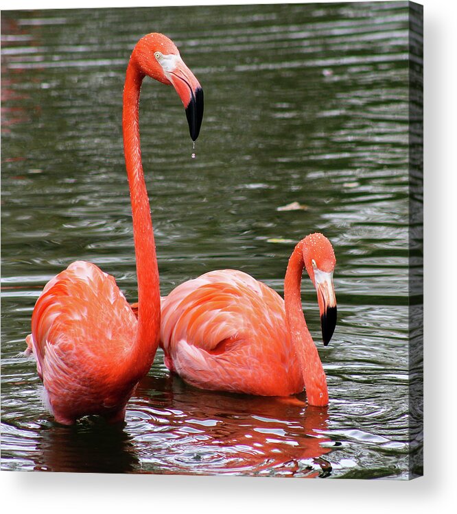 Flamingos Acrylic Print featuring the photograph Flamingos by Holly Ross