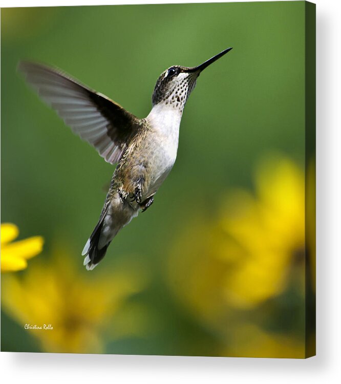 Birds Acrylic Print featuring the photograph Flight of Fancy Hummingbird Square by Christina Rollo