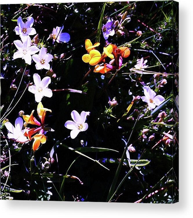 Flowers Acrylic Print featuring the photograph Flora Play by HweeYen Ong