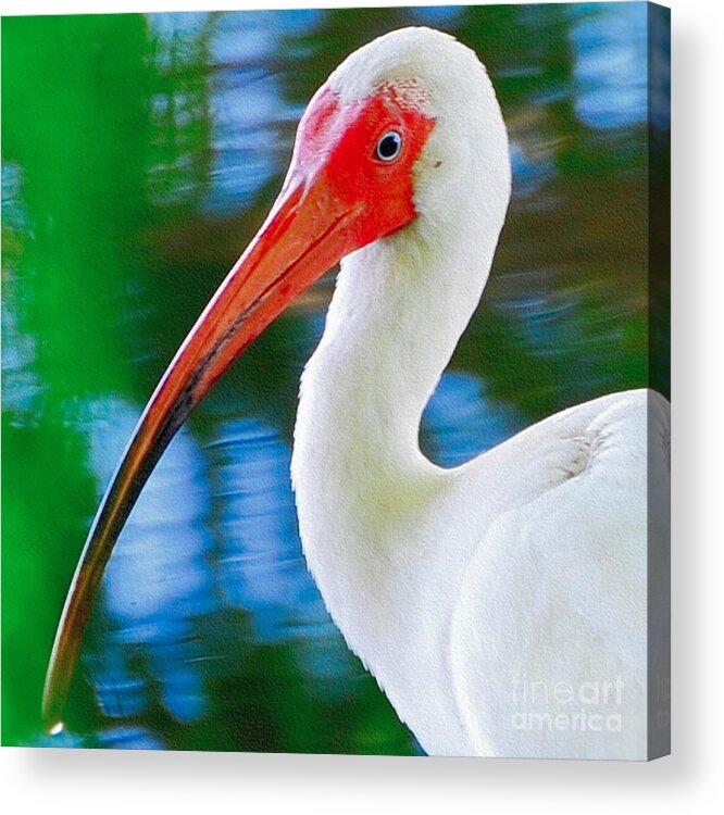 Bird Acrylic Print featuring the photograph Bird by Buddy Morrison