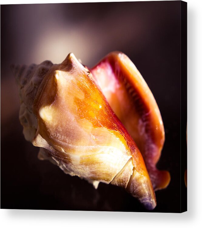 Seashell Acrylic Print featuring the photograph Florida Fighting Conch by Hermes Fine Art