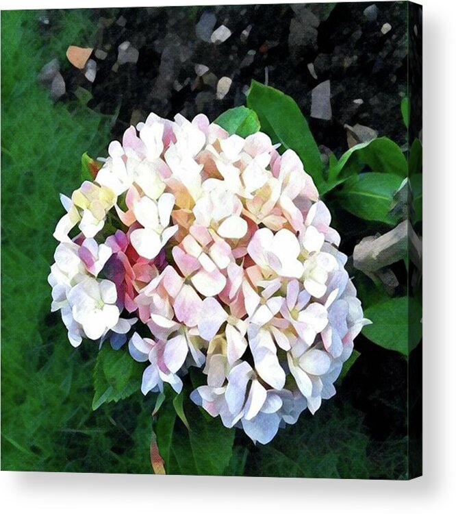  Acrylic Print featuring the photograph Flower Art by Jt Space