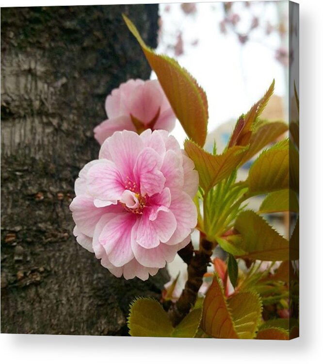 Beautiful Acrylic Print featuring the photograph Flowers Are by Lady Pumpkin