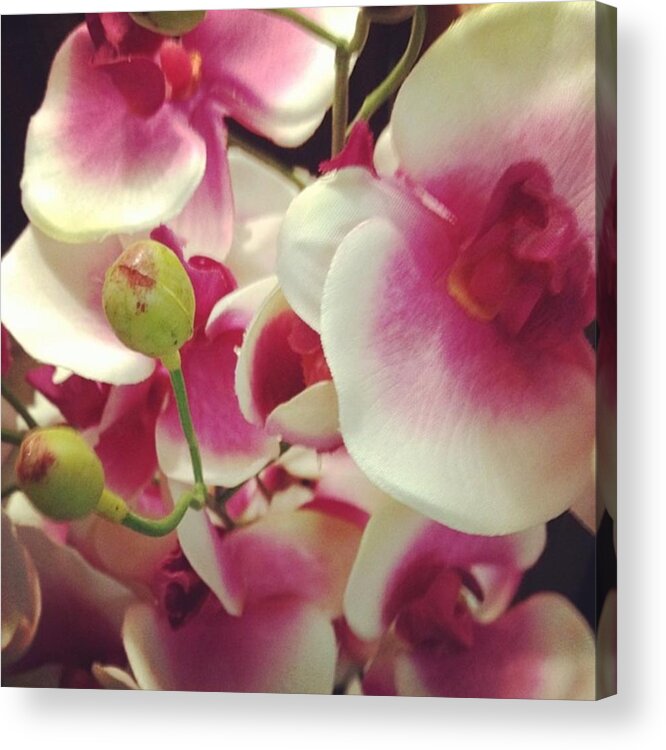 Beautiful Acrylic Print featuring the photograph #flowers #instagood #beautiful #pink by Shyann Lyssyj 