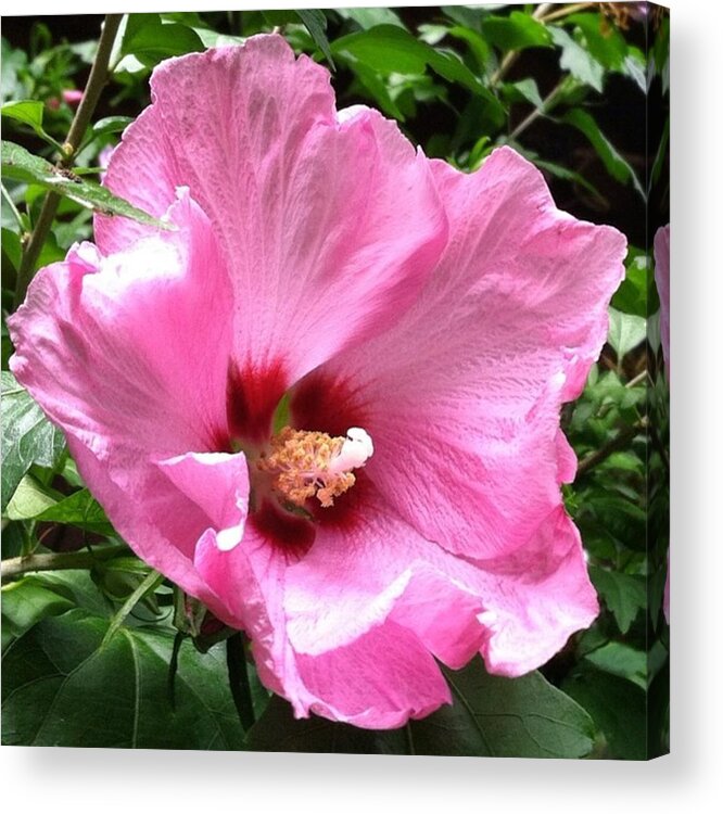 Pink Acrylic Print featuring the photograph #flowers #pink #floral by Jennifer Beaudet
