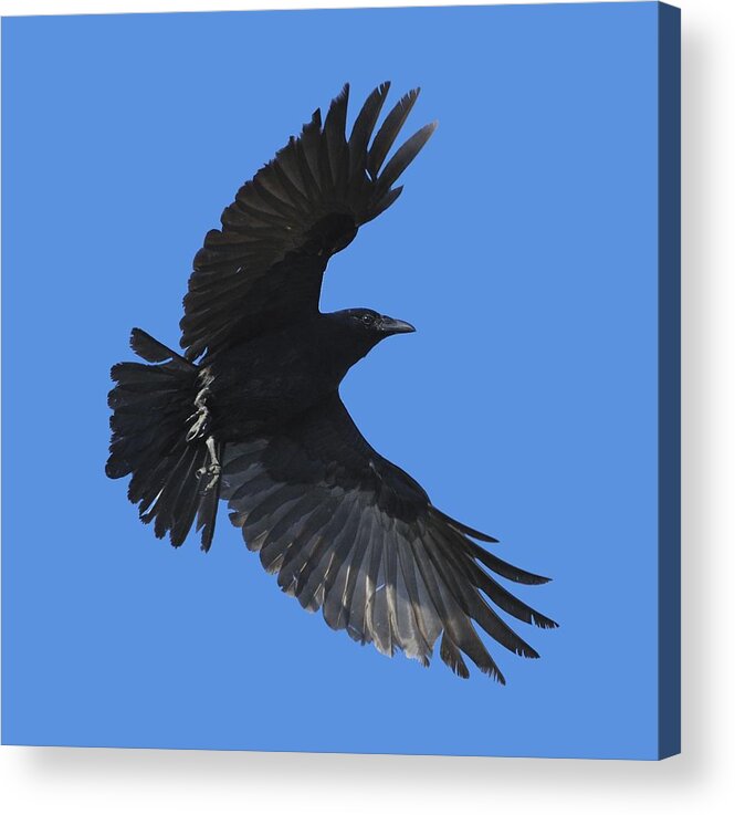 Crow Acrylic Print featuring the photograph Flying Crow by Bradford Martin