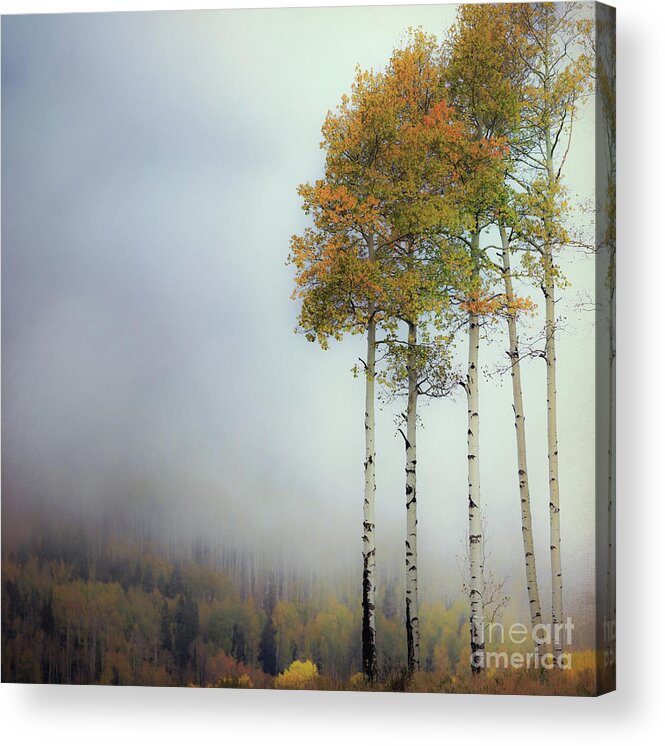 Colorado Acrylic Print featuring the photograph Foggy Aspen by Doug Sturgess
