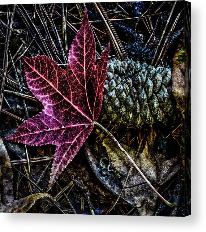 Landscape Acrylic Print featuring the photograph Forest Floor by Joe Shrader