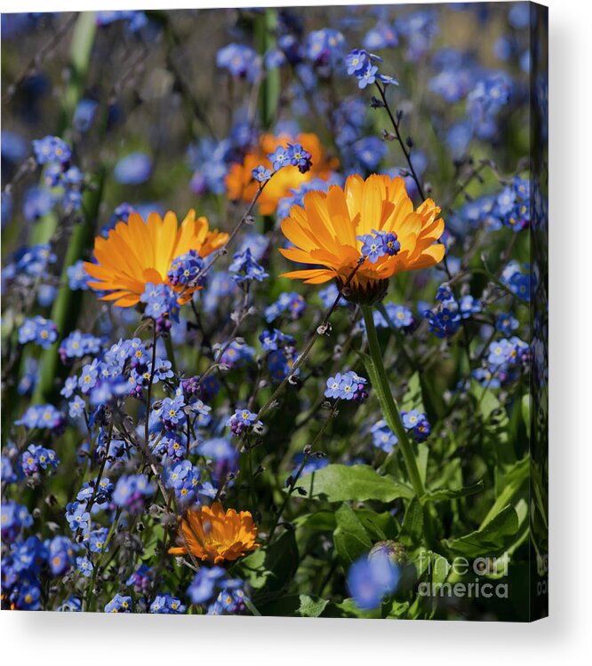 Orange Acrylic Print featuring the photograph Forget-Me-Not Marigold by Terri Waters