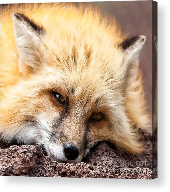 Photography Acrylic Print featuring the photograph Fox Head Study in Square Format by Laurinda Bowling