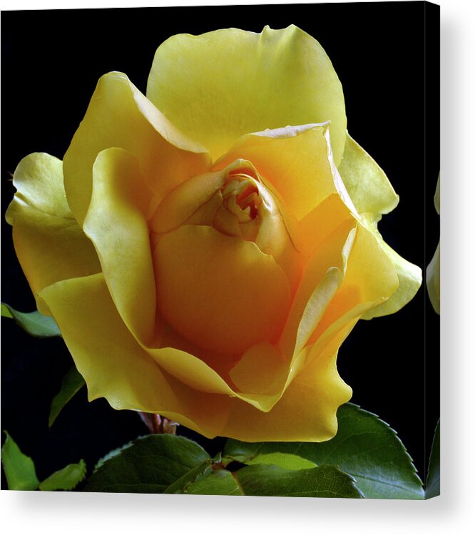 Yellow Rose Acrylic Print featuring the photograph Freedom Rose by Terence Davis