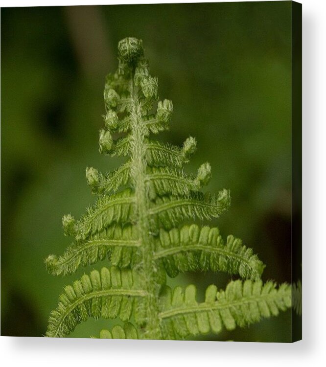 Rcspics Acrylic Print featuring the photograph Frond by Dave Edens