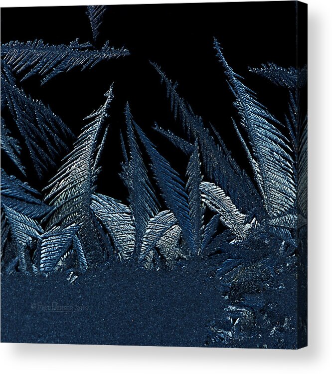Frost Acrylic Print featuring the photograph Frost Forest 2015 by Fred Denner