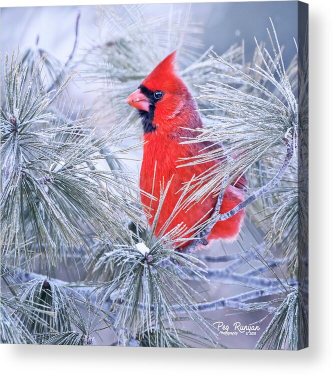 Bird Acrylic Print featuring the photograph Frosty Seat by Peg Runyan