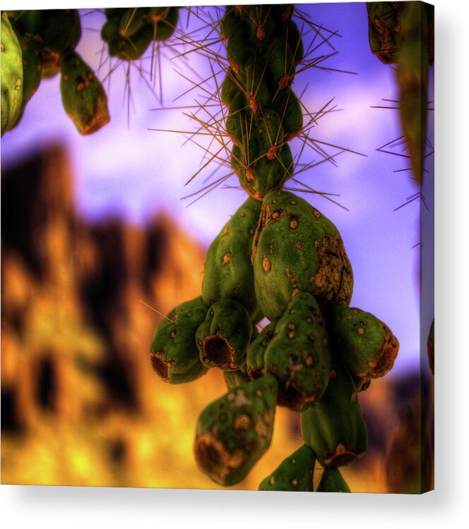 Hanging Fruit Cholla Acrylic Print featuring the photograph Fruit of the Teddy Bear Cholla by Roger Passman