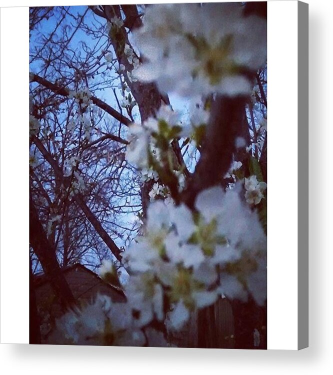 Blue Acrylic Print featuring the photograph Fruit Trees In Bloom. #spring #fruit by Genevieve Esson