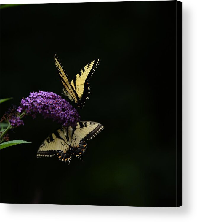 Butterfly Acrylic Print featuring the photograph Garden of Eden by Carolyn Mickulas