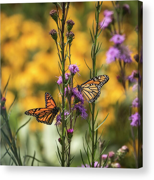 Monarch Butterflies Acrylic Print featuring the photograph Gardeners Dream by Thomas Young