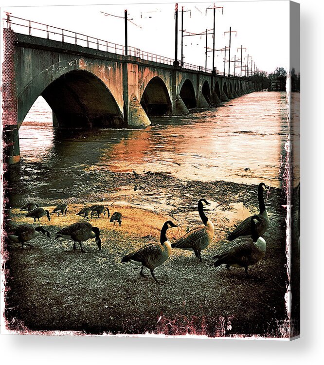 Geese Acrylic Print featuring the photograph Geese On A Stroll by Kevyn Bashore